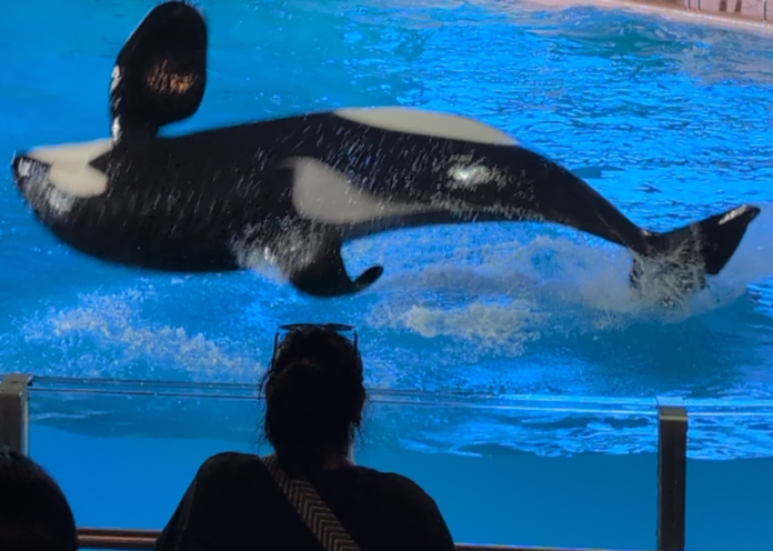 SeaWorld San Antonio Coupons SeaWorld San Antonio Coupons