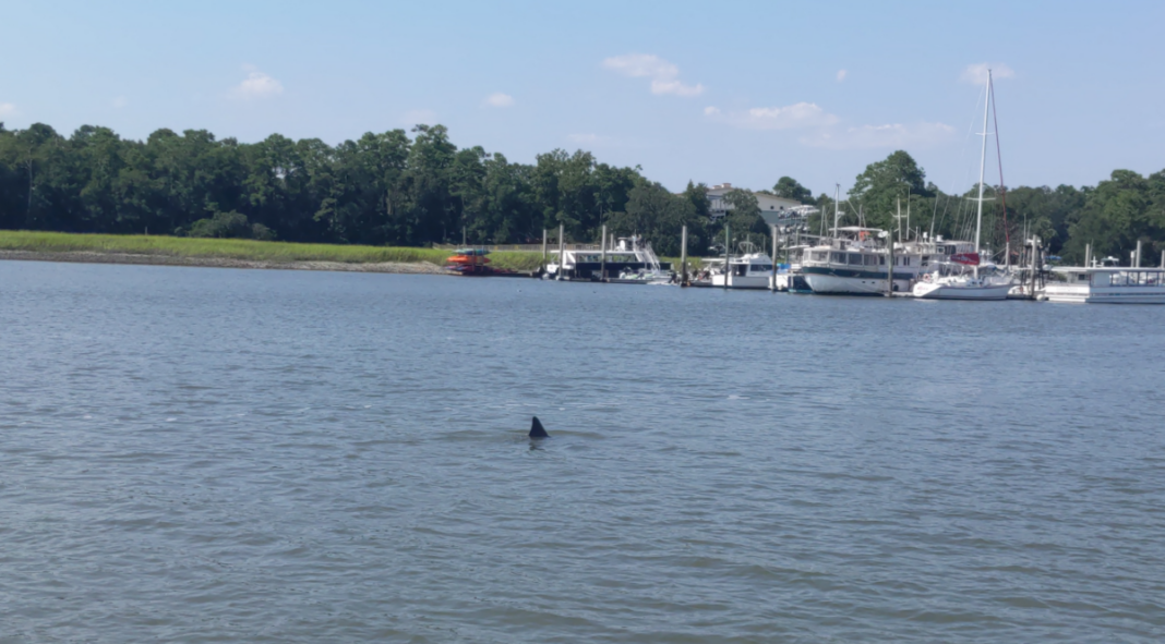 Dolphin and Nature Tour Hilton Head Review Green Vacation Deals