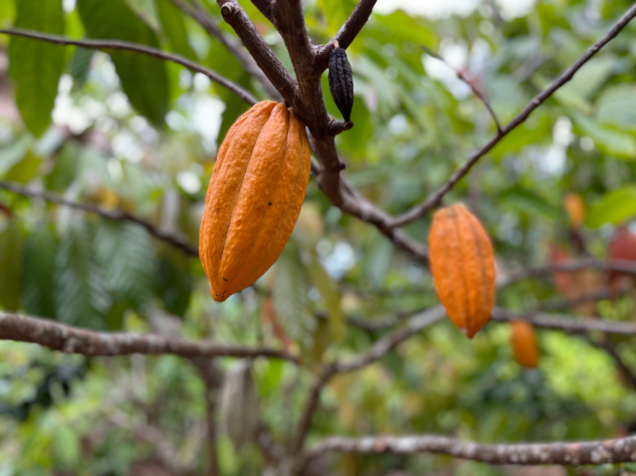 Save money with a discount ticket for a Oahu Chocolate Farm Tour with Tasting