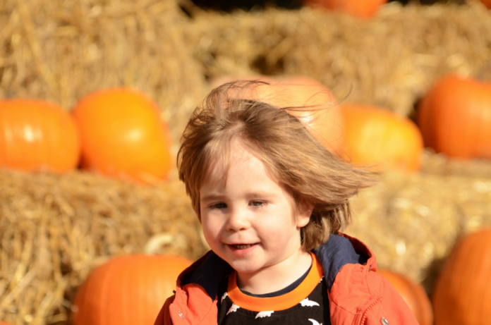 Discount ticket to Merk Farms Fall Maze & Hayrides in Commerce, Georgia