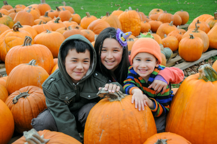 Stokoe Farms Harvest Fest Coupon