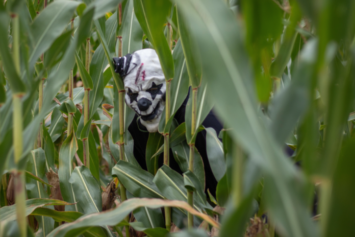 Save money with a coupon for the classic corn maze, haunted corn maze, flashlight maze & outdoor escape room at Collins Farm in Bath, New Hampshire