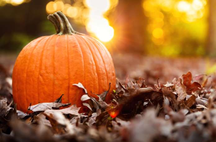 Save money with a coupon for Pleasure Valley Pumpkin Farm in Adell, Wisconsin