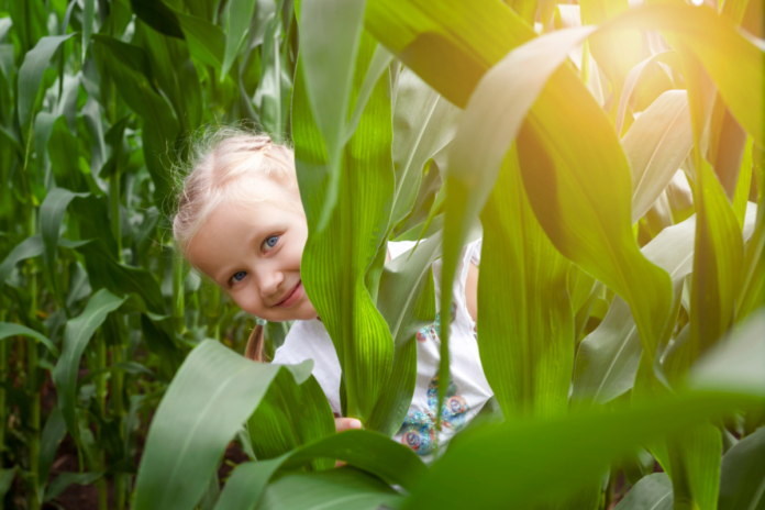 Save money with a coupon for Ward's Berry Farm Corn Maze in Sharon, Massachusetts.
