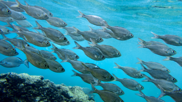 Atlantis Submarine Adventure Waikiki Coupon Waikiki Atlantis Submarine Adventure Promo Code