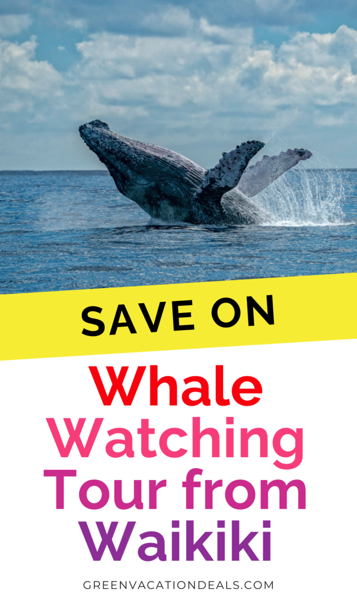 Save on Whale Watching Tour from Waikiki