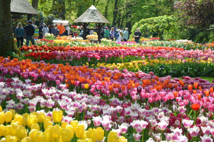 Keukenhof Gardens Discount Ticket
