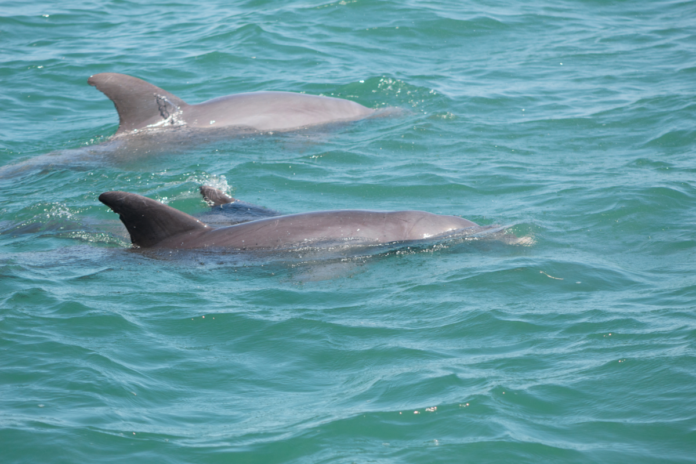 A picture of dolphins swimming in Key West, Florida
