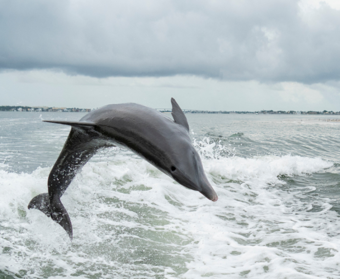 Clearwater Dolphin Cruise Coupon Clearwater dolphins & donut cruise coupon