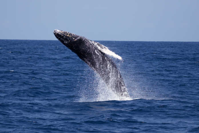San Diego Whale Watching Coupon Save 29% on a whale watching cruise in San Diego